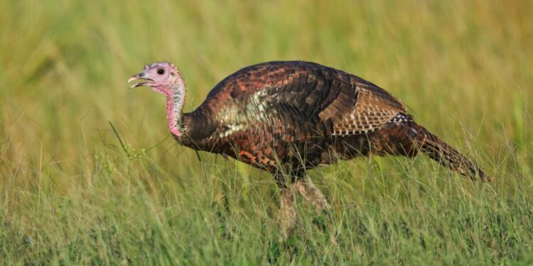 ‘In The Spirit Of Thanksgiving’: Sheriff Pardons Turkey That Broke Into Family Home