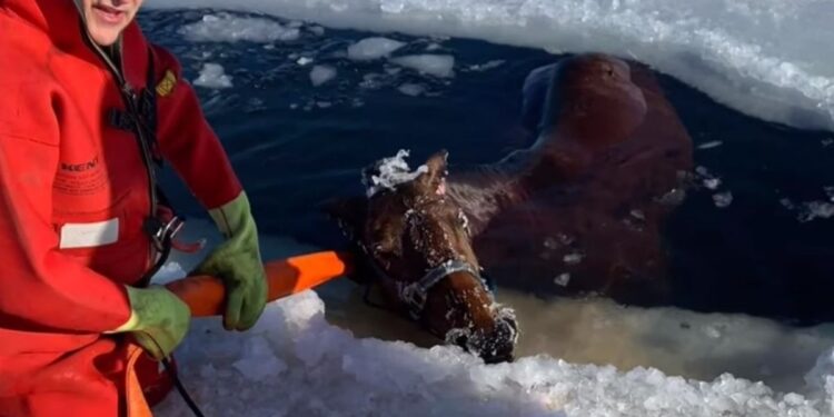 Miraculous Rescue as Wisconsin Friends Team up to Pull 1,200 lb. Mustang out of Frozen Lake