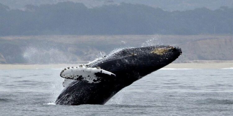 Now We’re ‘Talking’ to Whales and Possibly Aliens – HotAir