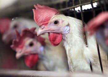 Humans Can Learn to Speak ‘Chicken.’ Foghorn Leghorn Unavailable for Comment. – RedState