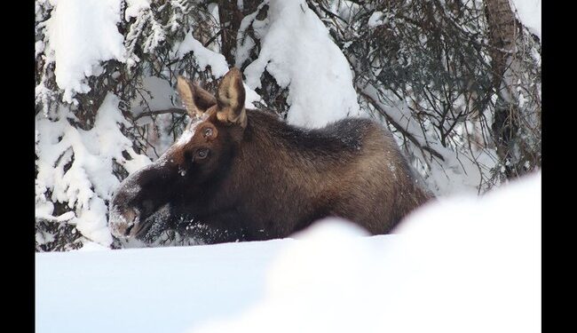 Moose, Not So Lucky – RedState