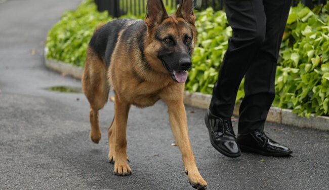 Doggone It! Biden’s Canine Chomped Down More Often Than Was Reported – HotAir