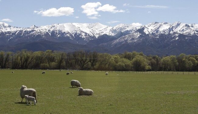 Have You Herd? Montana Man Pleads Guilty to Breeding Giant Sheep – RedState