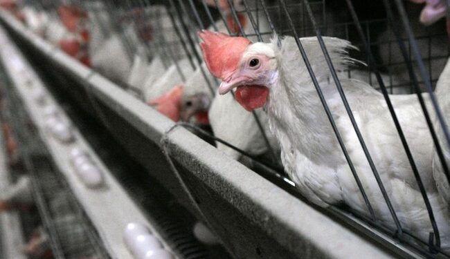 Here Is What You Should Avoid Eating During the Bird Flu Outbreak – HotAir
