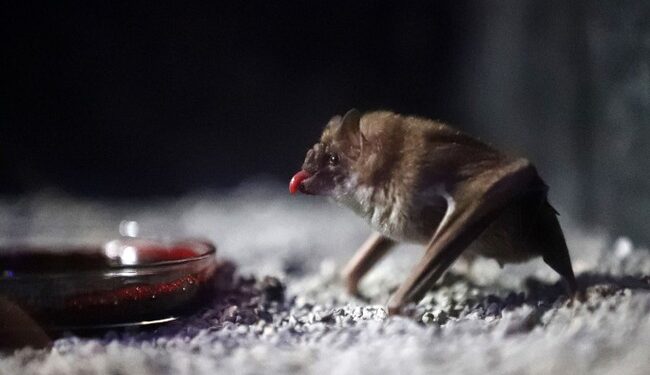 Shocking. ‘Vampire Facials’ Can Be Dangerous – HotAir