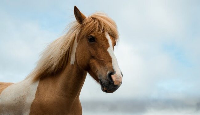 40 Rescuers Team Up to Pull 2 Horses From Swamp in Must-See Video – RedState