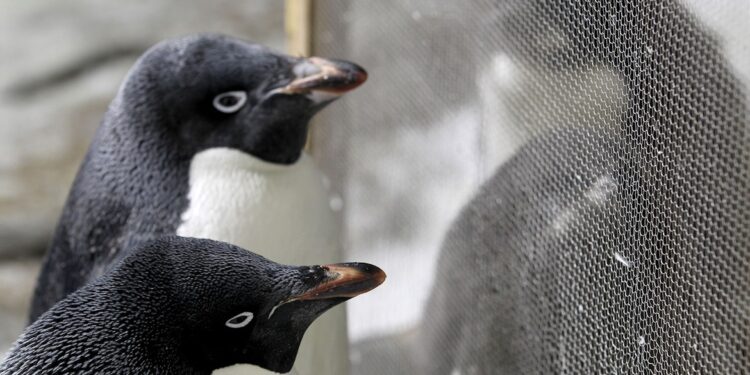 NBC Is Using Animals To Push The LGBT Agenda. Here Are 5 Abhorrent Animal Behaviors Humans Shouldn’t Emulate