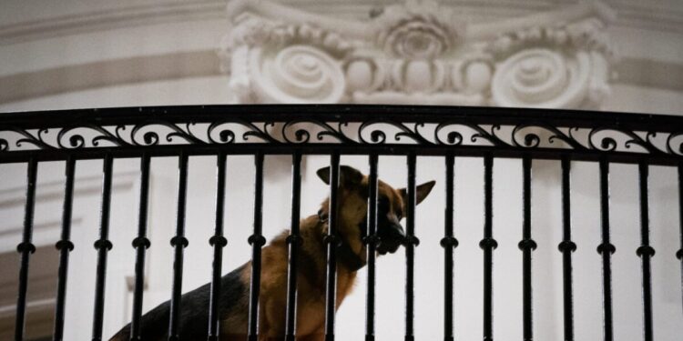 Biden Witnessed His Dog Attack Multiple Secret Service Members: Document
