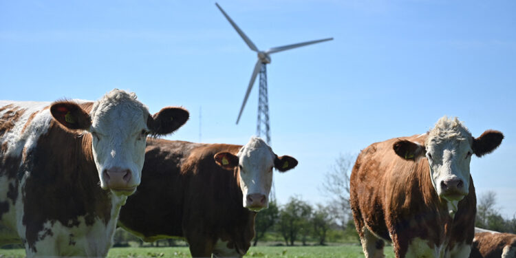 Denmark Attacks Livestock Farmers With Cow Tax