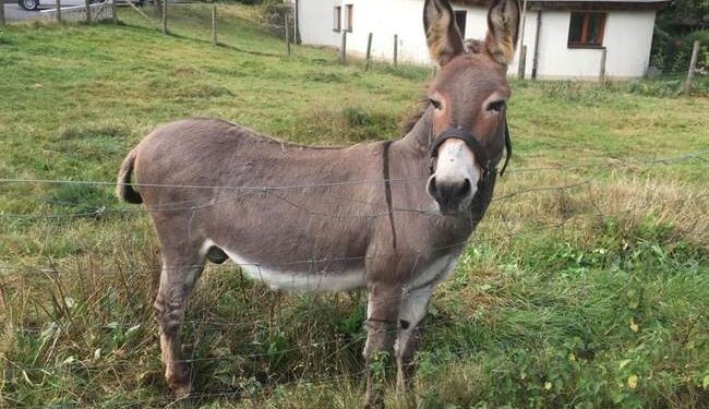 Meeting of House Democrats Devolves Into Biden Grievance Fest—There’s a ‘Donkey in the Room’ – RedState
