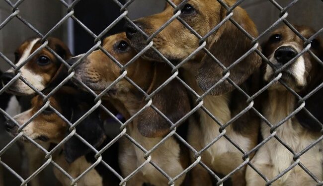 Additional Proof Emerges Implicating Dr. Fauci’s Direct Involvement in the Beagle Experiments – RedState