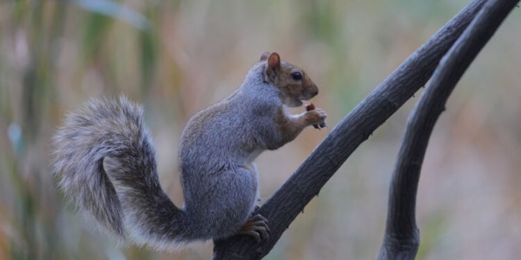 Peanut The Squirrel Sets X On Fire As Tributes And Memes Flood The Zone