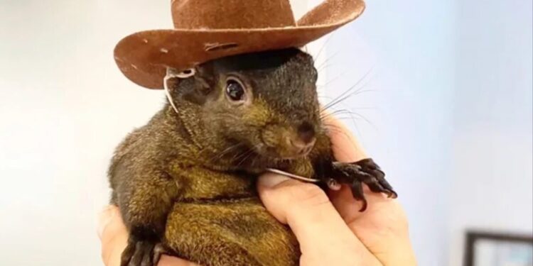 Peanut The Squirrel Isn’t The First Defenseless Animal Democrats Killed