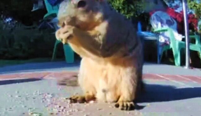 Squirrel Guy Speaks Out—Is Peanut Still Alive? – RedState