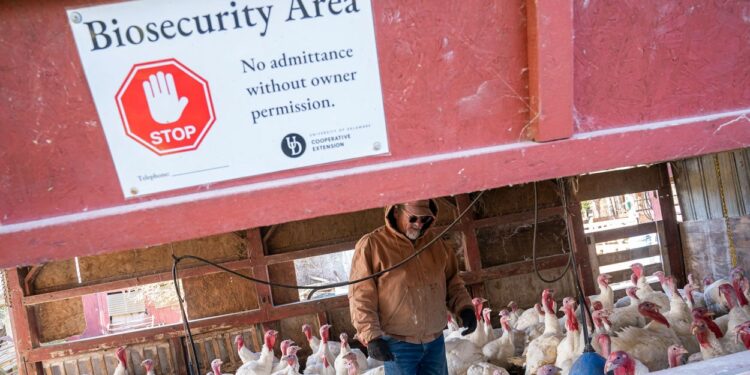 Bird Flu Could Be ‘More Catastrophic Than COVID’