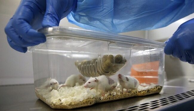 Trump Was Right About Transgender Mice Studies – RedState