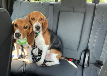 Test Beagles Journey From Fauci’s NIH Experimentation Lab to Forever Home – RedState