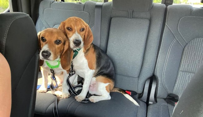 Test Beagles Journey From Fauci’s NIH Experimentation Lab to Forever Home – RedState