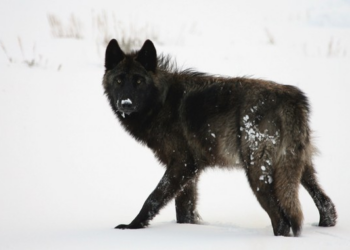 The True Story of an Unusual Wolf, a Pioneer in the Wild – RedState