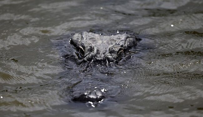 Being Near Alligators – RedState